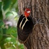 Datel svetlezoby - Campephilus guatemalensis - Pale-billed woodpecker 2959